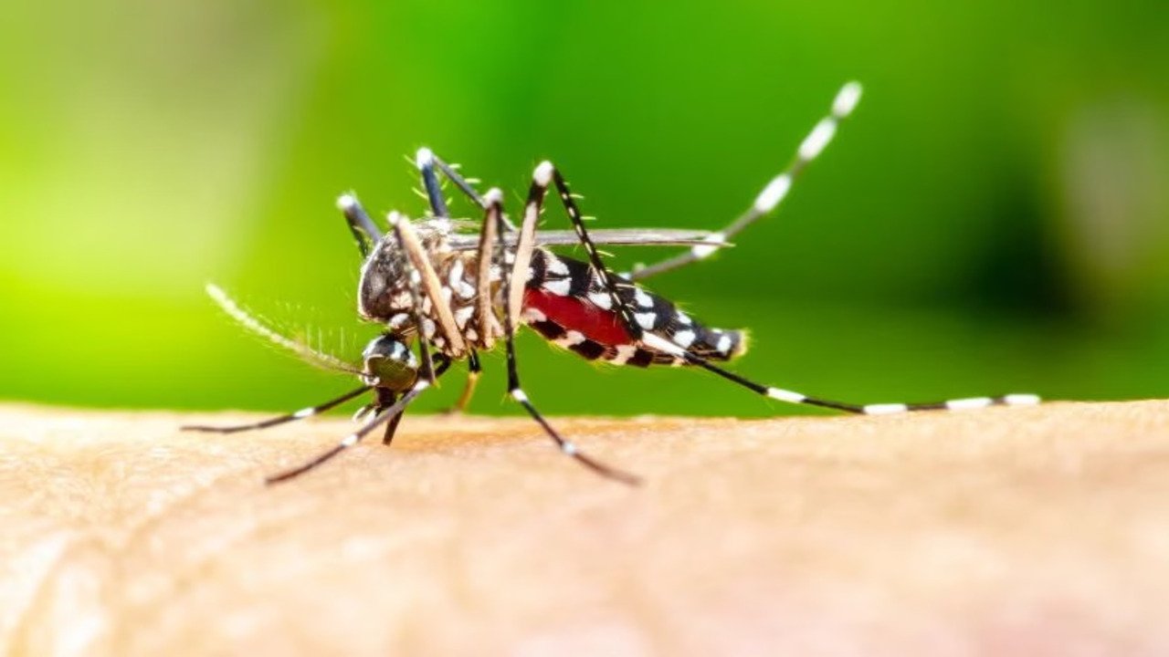 Demam Berdarah (DBD): Kenali Gejala , Pengobatan, dan Pencegahan yang Efektif